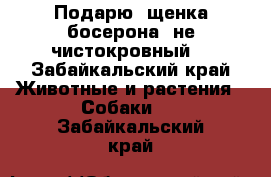 Подарю, щенка босерона (не чистокровный) - Забайкальский край Животные и растения » Собаки   . Забайкальский край